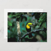 CA, Panama, Soberania NP, Keel-Billed Tucan in Postkarte (Vorne/Hinten)