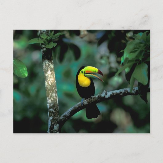 CA, Panama, Soberania NP, Keel-Billed Tucan in Postkarte (Vorderseite)
