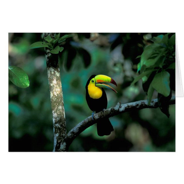 CA, Panama, Soberania NP, Keel-Billed Tuccan (Vorderseite (Horizontal))