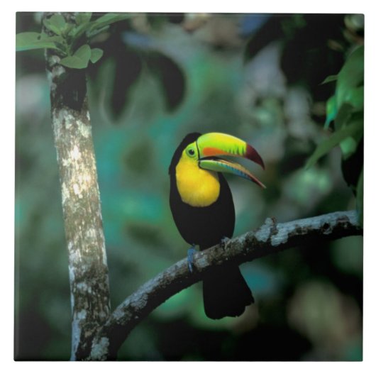 CA, Panama, Soberania NP, Keel-Billed Tuccan Fliese (Vorderseite)