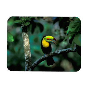 CA, Panama, Soberania NP, Keel-Billed Tuccan Magnet