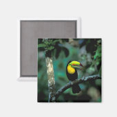 CA, Panama, Soberania NP, Keel-Billed Tuccan Magnet (Vorderseite/Rückseite)