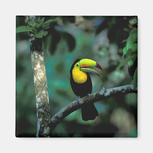 CA, Panama, Soberania NP, Keel-Billed Tuccan Magnet (Vorne)