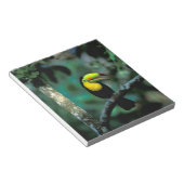 CA, Panama, Soberania NP, Keel-Billed Tuccan Notizblock (angewinkelt)