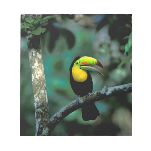 CA, Panama, Soberania NP, Keel-Billed Tuccan Notizblock (Vorderseite)