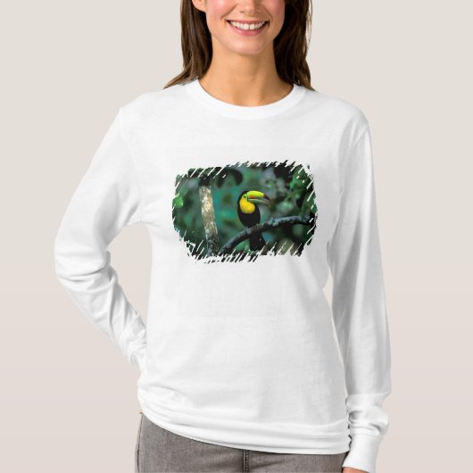 CA, Panama, Soberania NP, Keel-Billed Tuccan T-Shirt (Vorderseite)