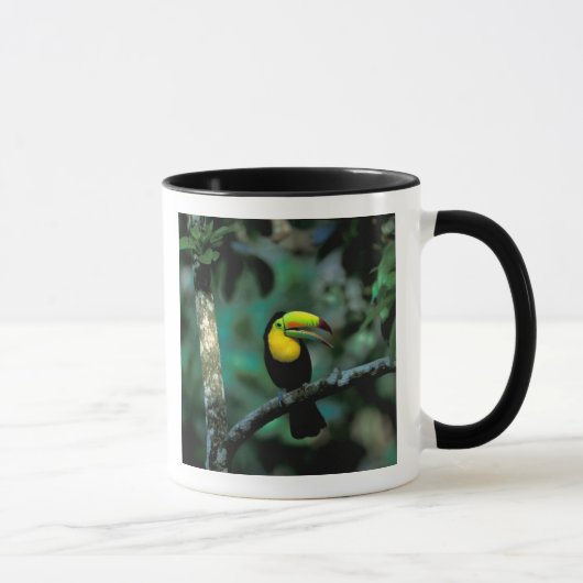 CA, Panama, Soberania NP, Keel-Billed Tuccan Tasse (Rechts)