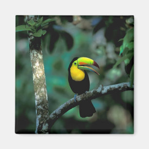 CA, Panama, Soberania NP, Keilschnabeltukan Magnet