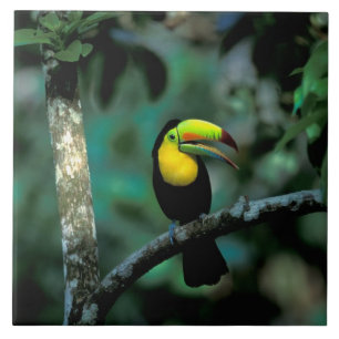 CA, Panama, Soberania NP, Tukan mit Keilschnabel Fliese
