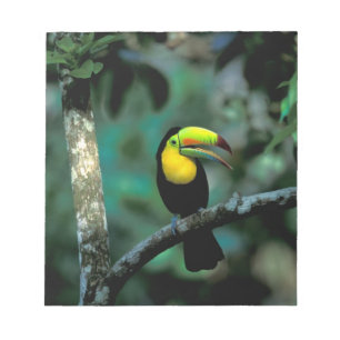CA, Panama, Soberania NP, Tukan mit Keilschnabel Notizblock