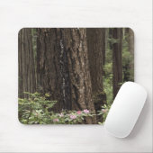 CA, Prairie Creek Staat Park, Küste Mousepad (Mit Mouse)