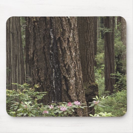 CA, Prairie Creek Staat Park, Küste Mousepad (Vorne)