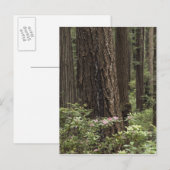 CA, Prairie Creek Staat Park, Küste Postkarte (Vorne/Hinten)