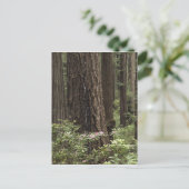 CA, Prairie Creek Staat Park, Küste Postkarte (Stehend Vorderseite)