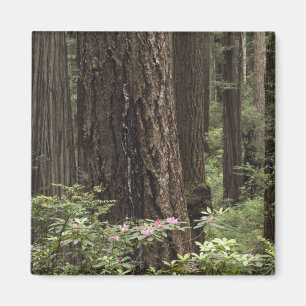 CA, Prairie Creek State Park, Küste Magnet