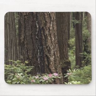 CA, Prairie Creek State Park, Küste Mousepad