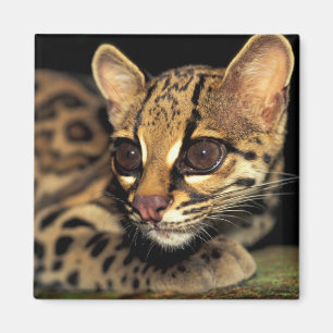 CA, Zentralpanama, Soberania NP, Margay 2 Magnet