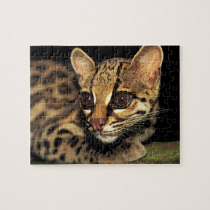 CA, Zentralpanama, Soberania NP, Margay 2 Puzzle