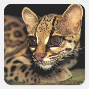 CA, Zentralpanama, Soberania NP, Margay 2 Quadratischer Aufkleber