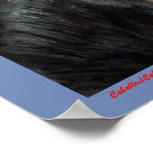 Caballos/Cabalos/Pferde Poster (Ecke)