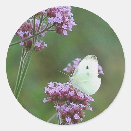 Cabbage Butterfly Runder Aufkleber (Vorderseite)