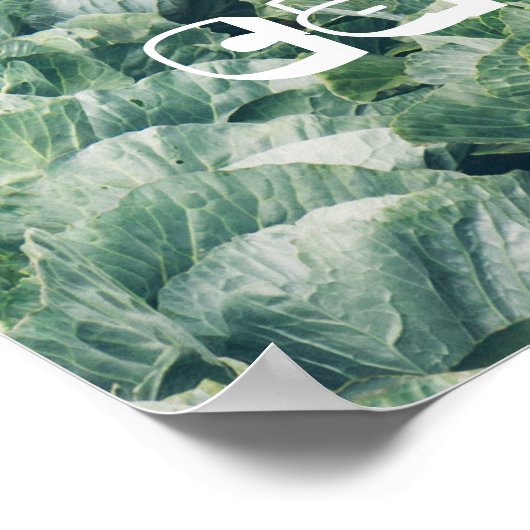 Cabbage Field: grün und lila Poster (Ecke)