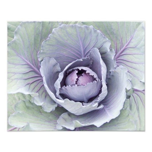 Cabbage Foto Print (Vorne)