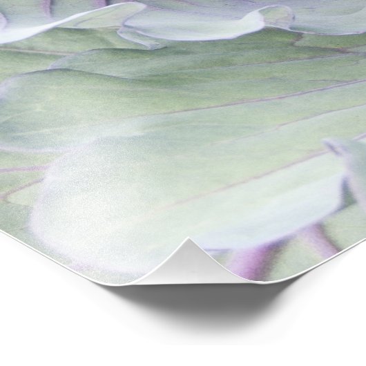 Cabbage Foto Print (Ecke)