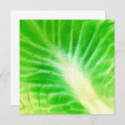 Cabbage Leaf (Vorne/Hinten)