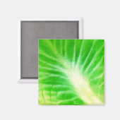 Cabbage Leaf Magnet (Vorderseite/Rückseite)