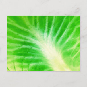 Cabbage Leaf Postkarte