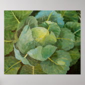 Cabbage Poster (Vorne)
