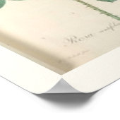 Cabbage Rose Botanisch-englische Rose Poster (Ecke)