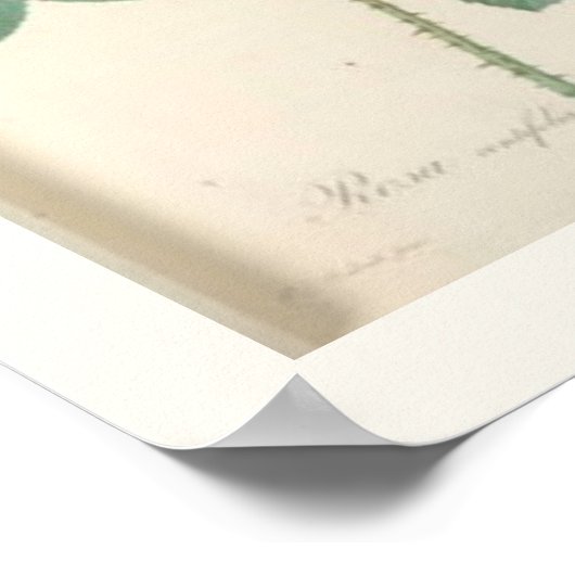 Cabbage Rose Botanisch-englische Rose Poster (Ecke)