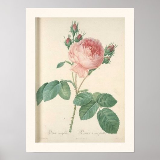 Cabbage Rose Botanisch-englische Rose Poster (Vorne)
