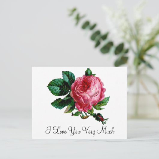 Cabbage Rose Postkarte (Stehend Vorderseite)