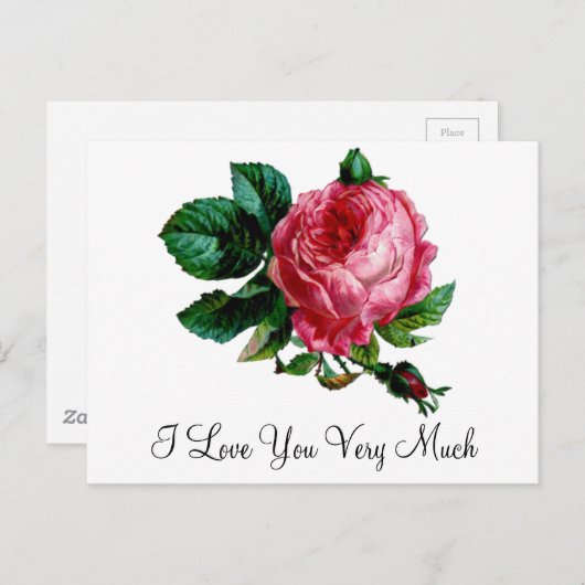 Cabbage Rose Postkarte (Vorne/Hinten)