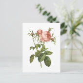 cabbage rose (Rosa centifolia foliacea) by Redouté Postkarte (Stehend Vorderseite)