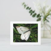 Cabbage White Butterfly Postkarte (Stehend Vorderseite)