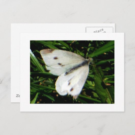 Cabbage White Butterfly Postkarte (Vorne/Hinten)