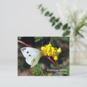 Cabbage White Postcard Postkarte (Stehend Vorderseite)