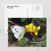 Cabbage White Postcard Postkarte (Vorne/Hinten)