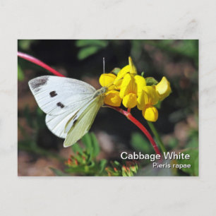 Cabbage White Postcard Postkarte