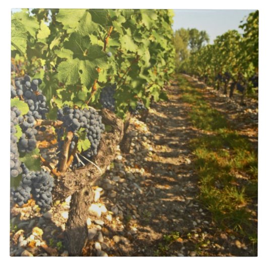 Cabernet Sauvignon in Folge Fliese (Vorderseite)