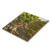 Cabernet Sauvignon in Folge Fliese (Seite)