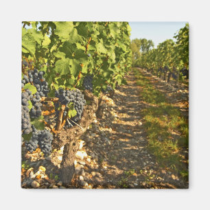 Cabernet Sauvignon in Folge Magnet