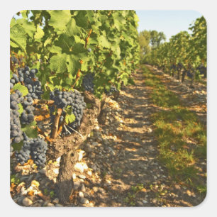Cabernet Sauvignon in Folge Quadratischer Aufkleber
