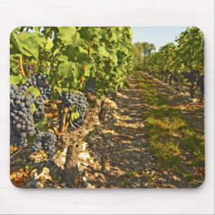 Cabernet-Sauvignon-Reben in einer Reihe in der Mousepad