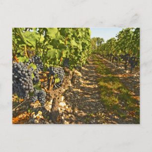 Cabernet-Sauvignon-Reben in einer Reihe in der Postkarte