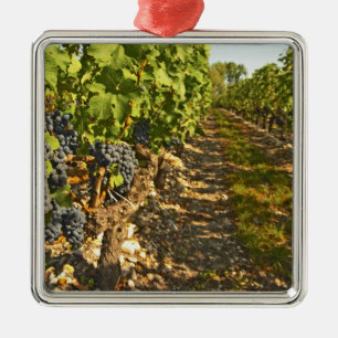 Cabernet-Sauvignon-Reben in einer Reihe in der Silbernes Ornament